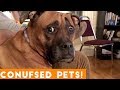 Funniest Confused Pets Compilation 2018 | Funny Pet Videos